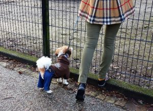 Taking Advantage of Promotional Pet 01